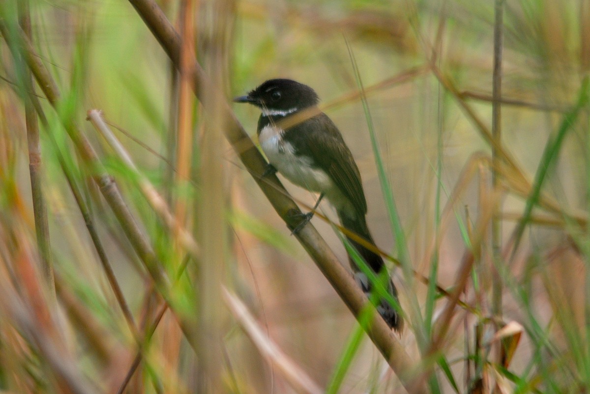 Malaysian Pied-Fantail - ML233289941