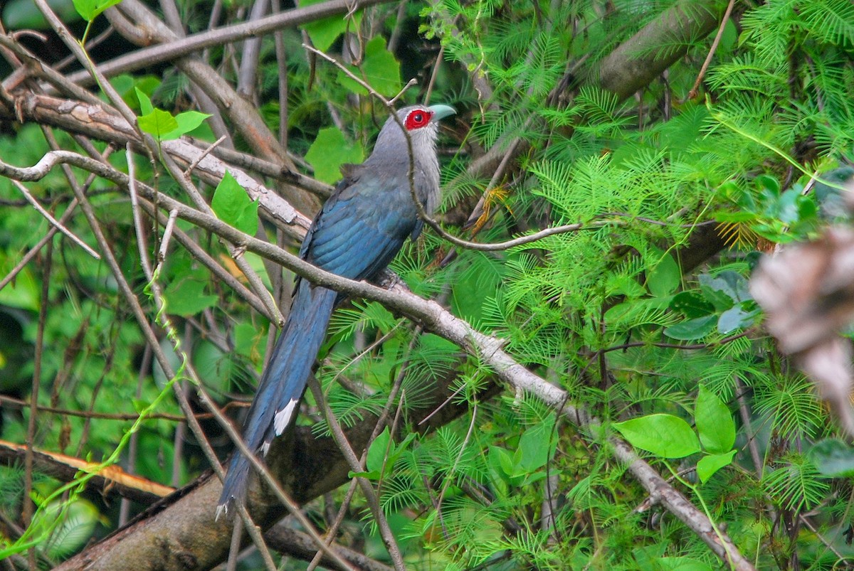 Green-billed Malkoha - ML233289961