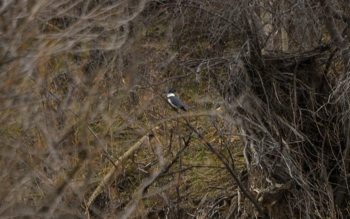Belted Kingfisher - ML233290891