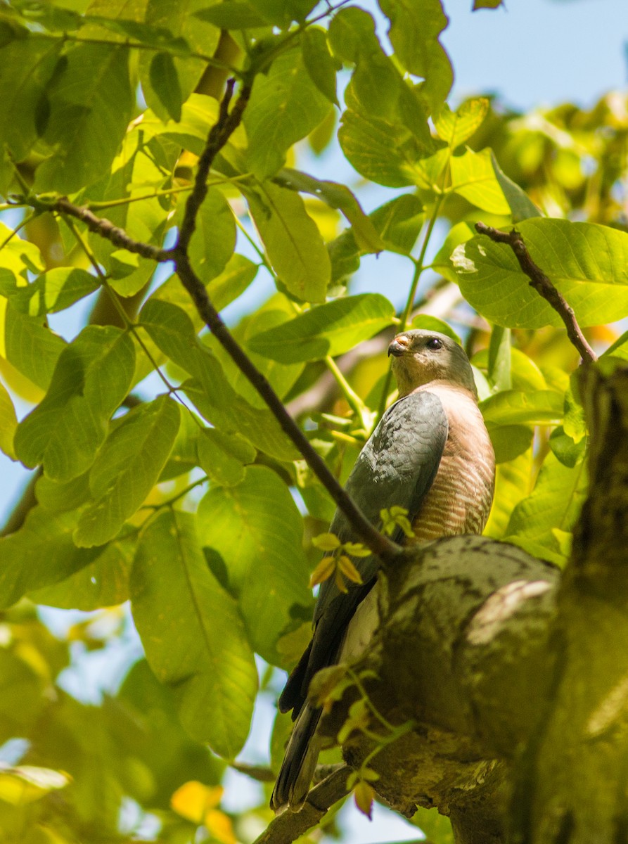 krahujec krátkoprstý - ML233291061