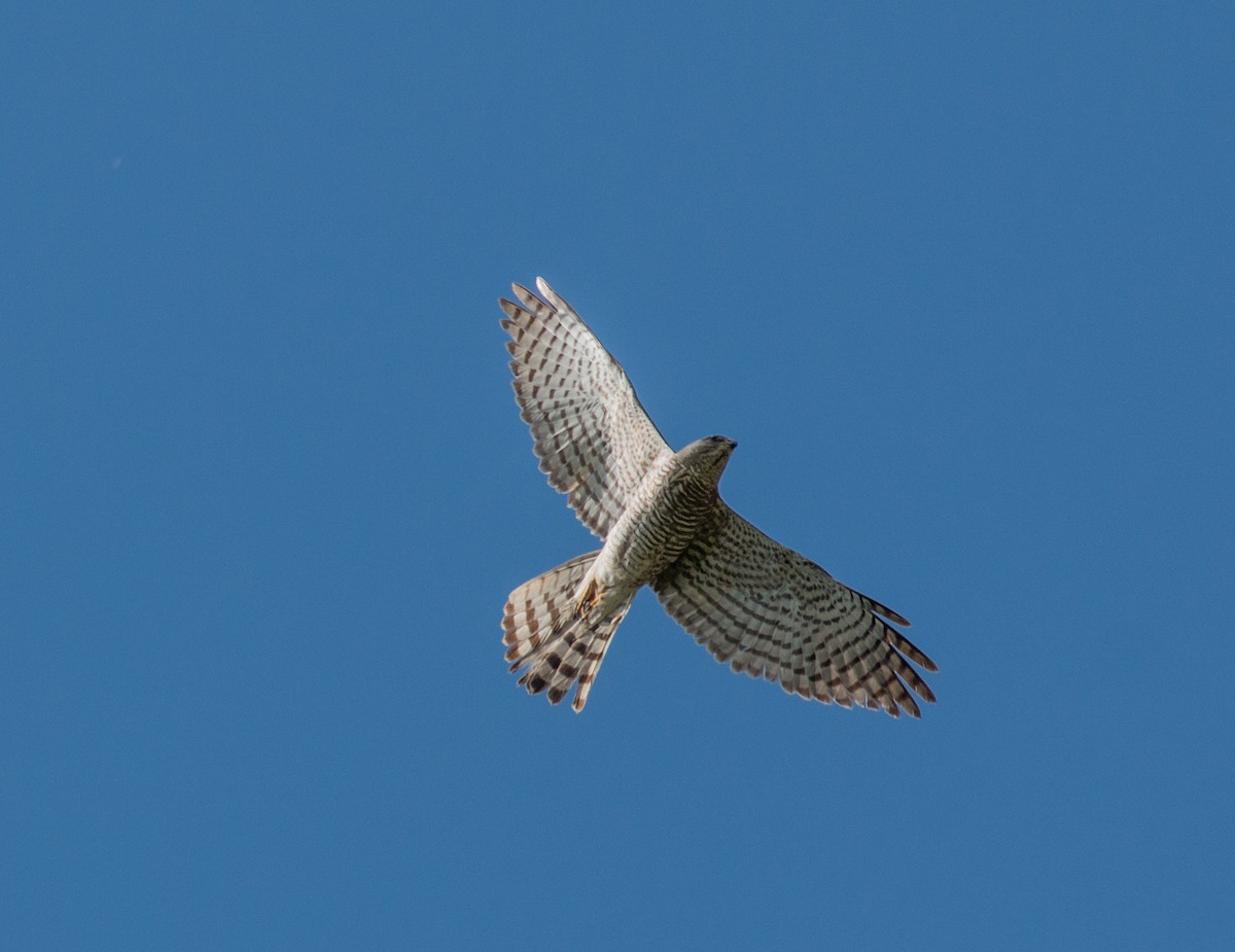 krahujec krátkoprstý - ML233291111