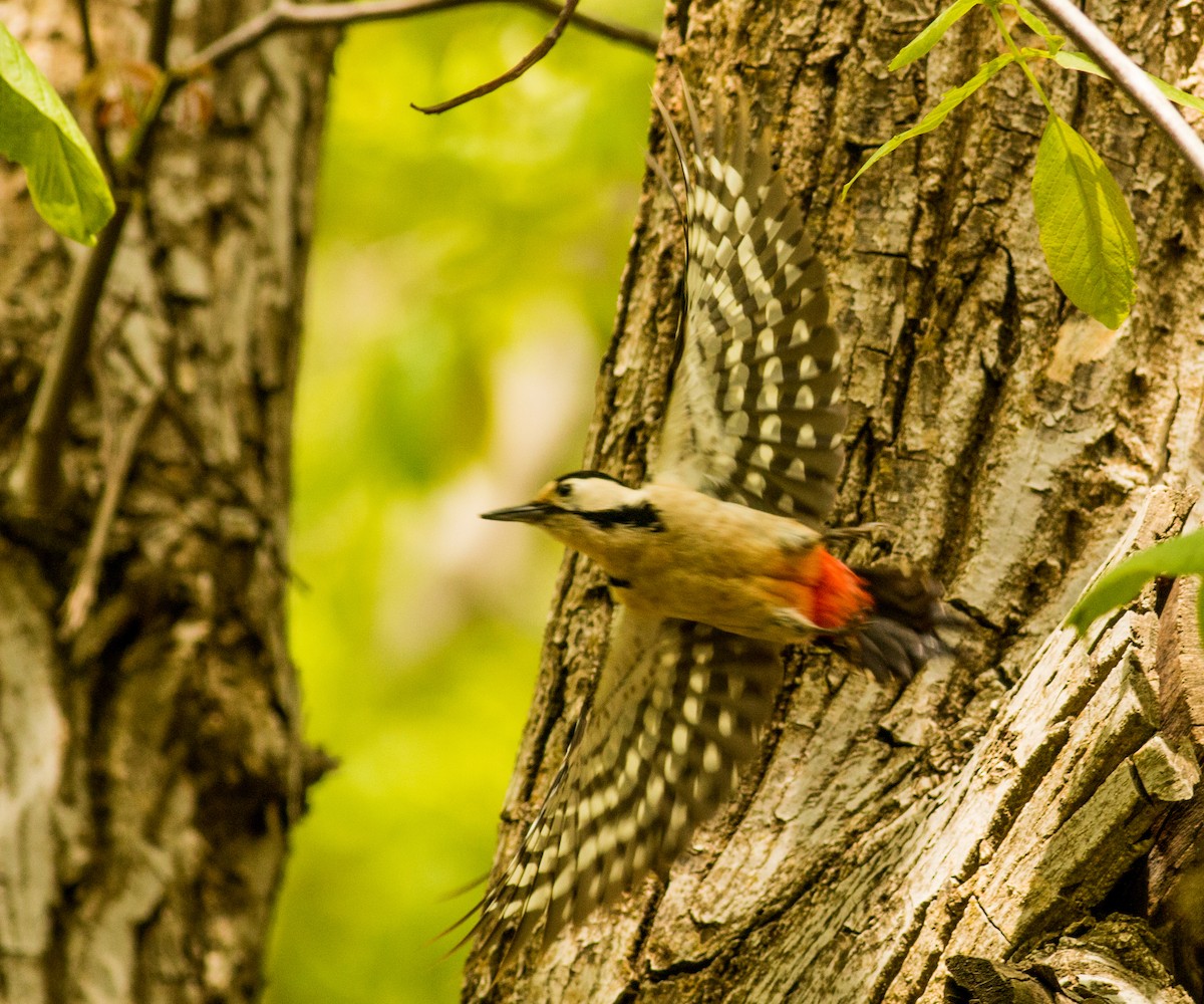 strakapoud jižní - ML233291241