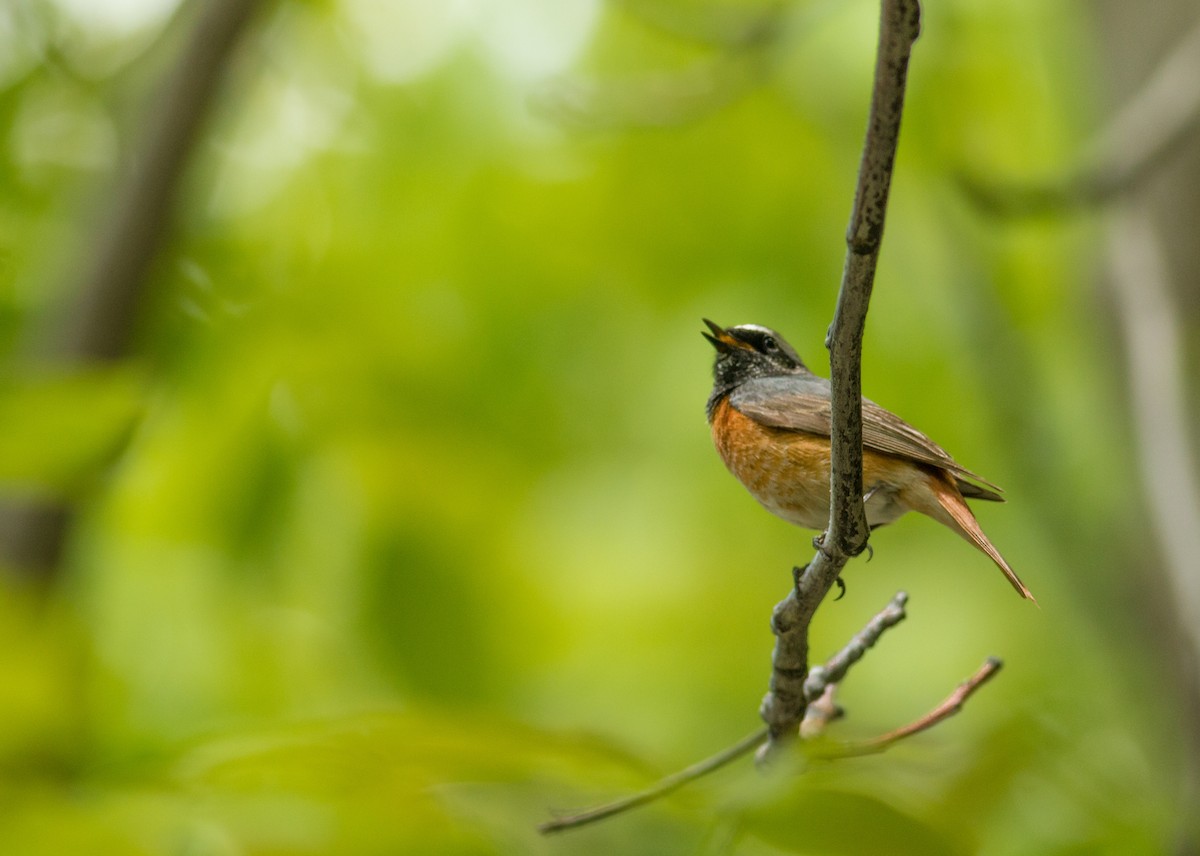 Common Redstart - Korsh  Ararat