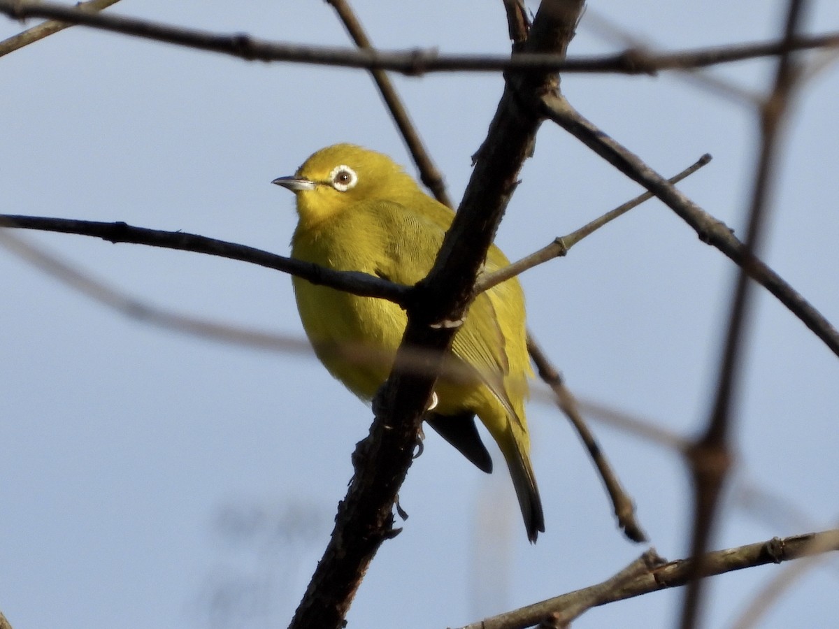 Southern Yellow White-eye - GARY DOUGLAS