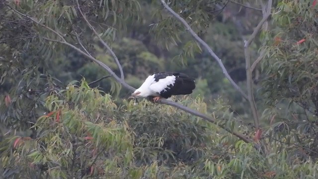 Palm-nut Vulture - ML233292901