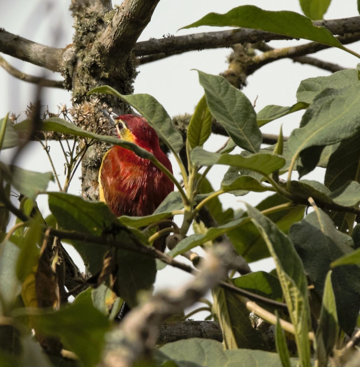 Crimson-mantled Woodpecker - Michael Muchmore