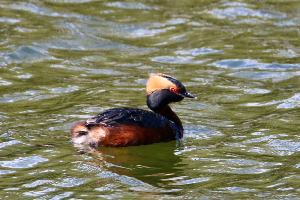 Horned Grebe - ML233293841