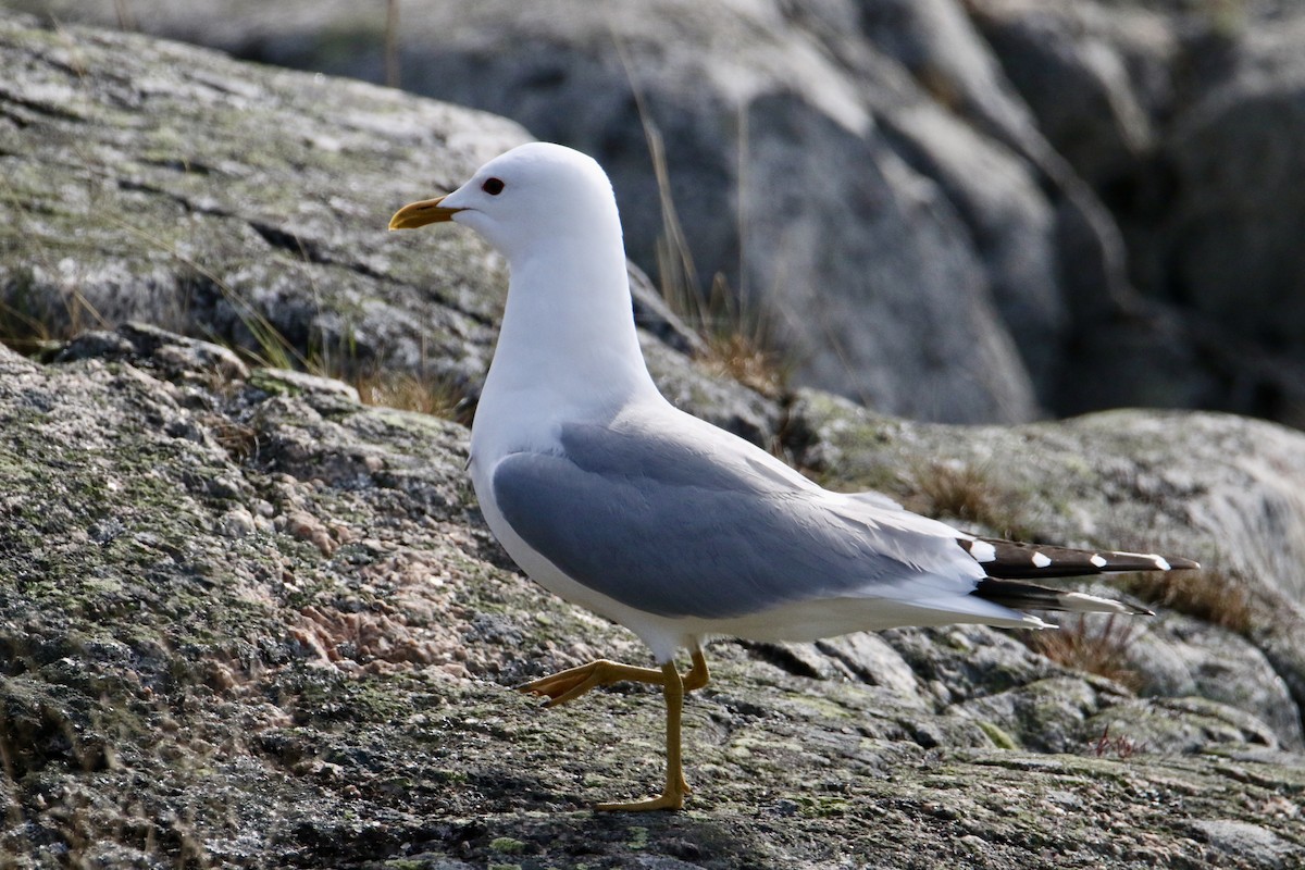Common Gull - ML233293881