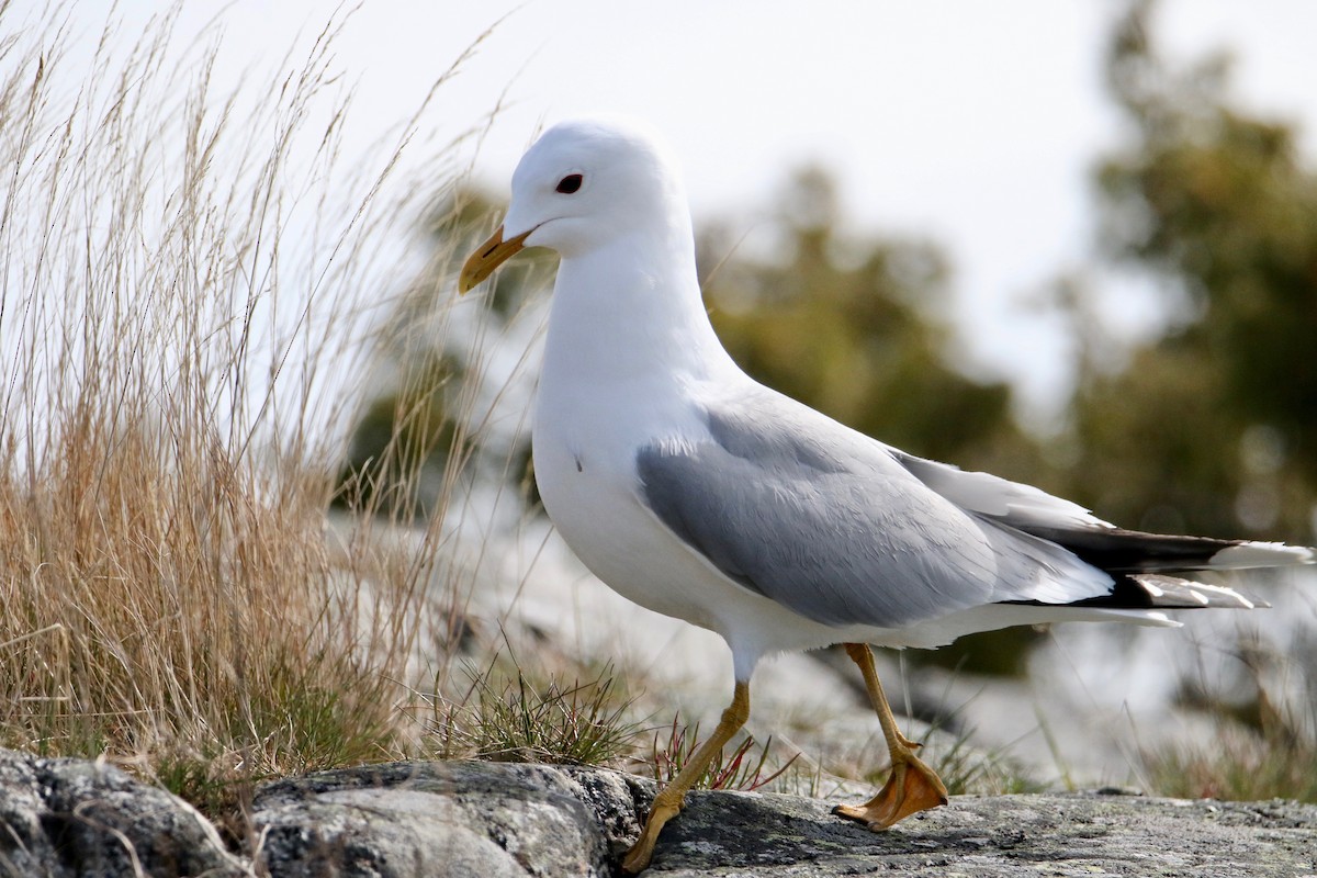 Common Gull - ML233293891