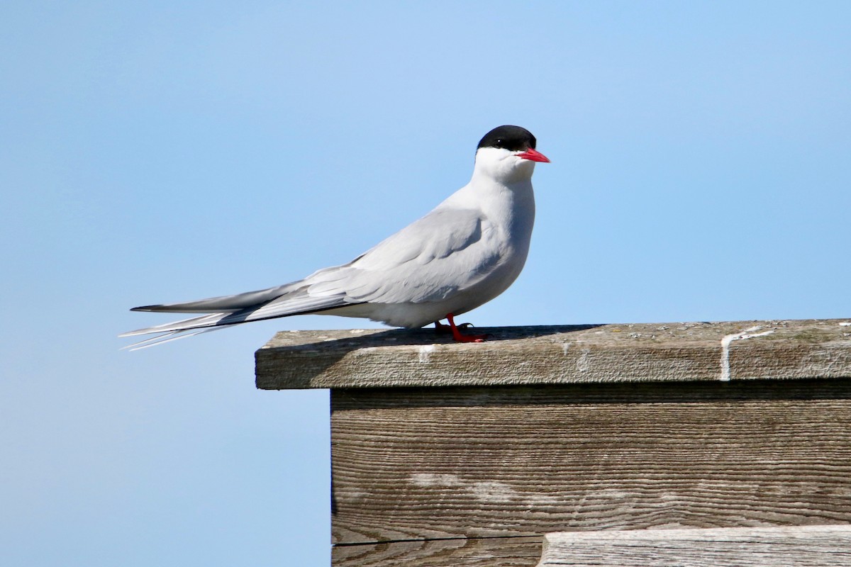 Arctic Tern - ML233293901