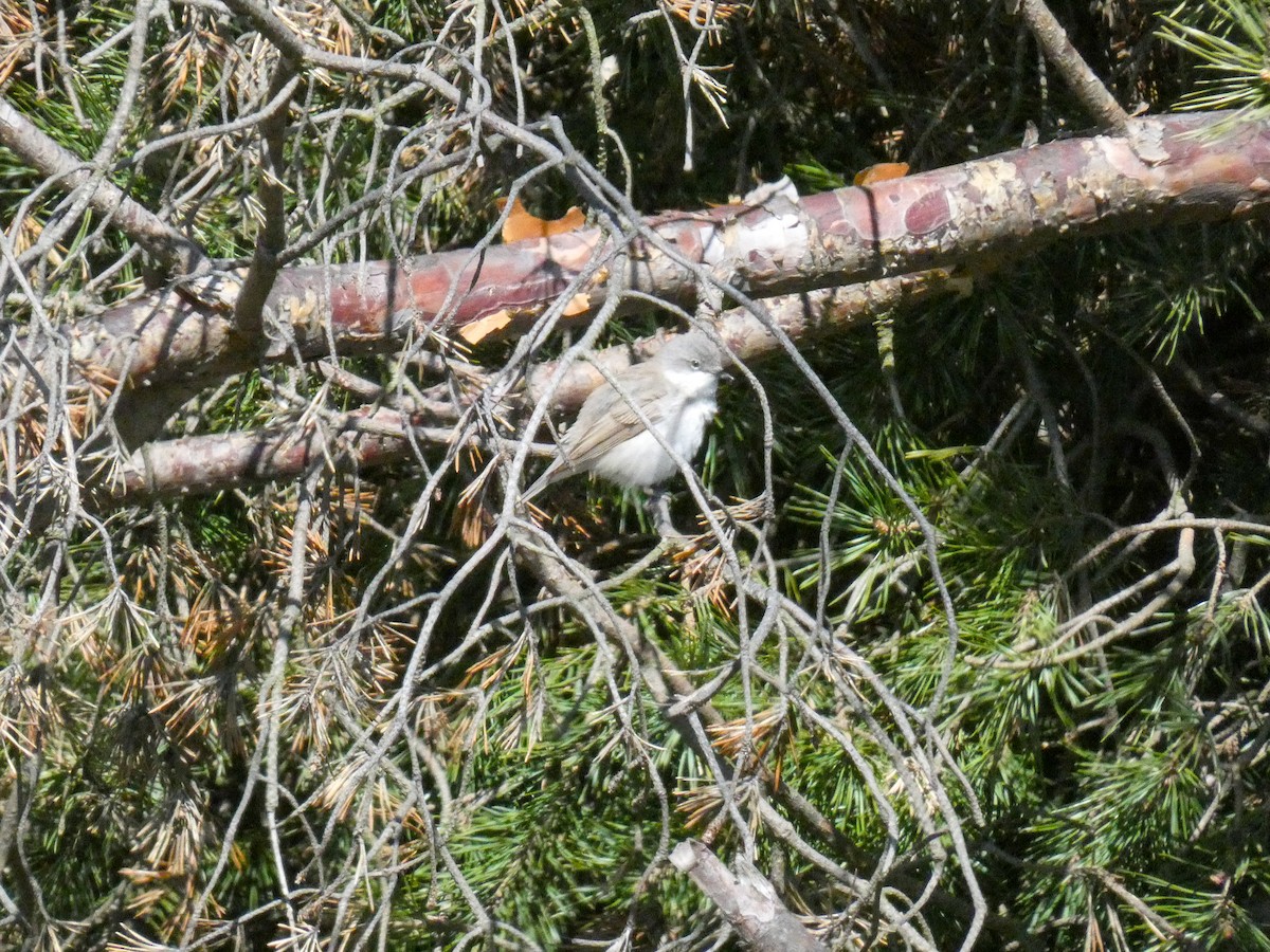 Lesser Whitethroat - ML233293951