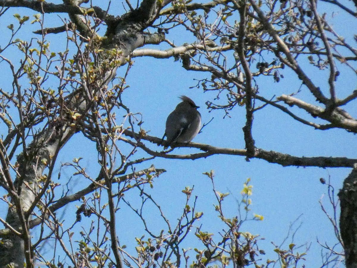 Bohemian Waxwing - ML233294041