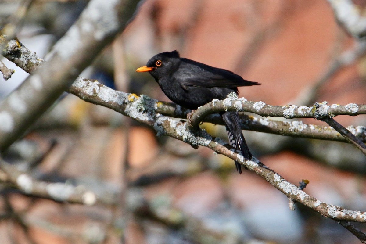 Eurasian Blackbird - ML233294061