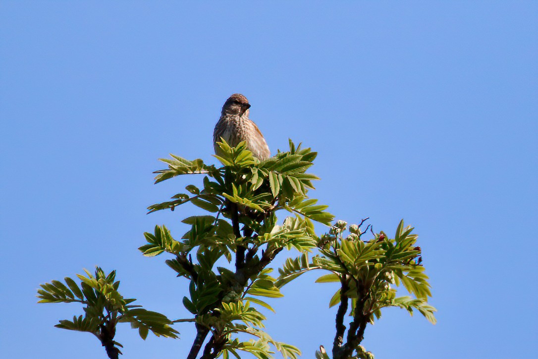 Eurasian Linnet - ML233294601