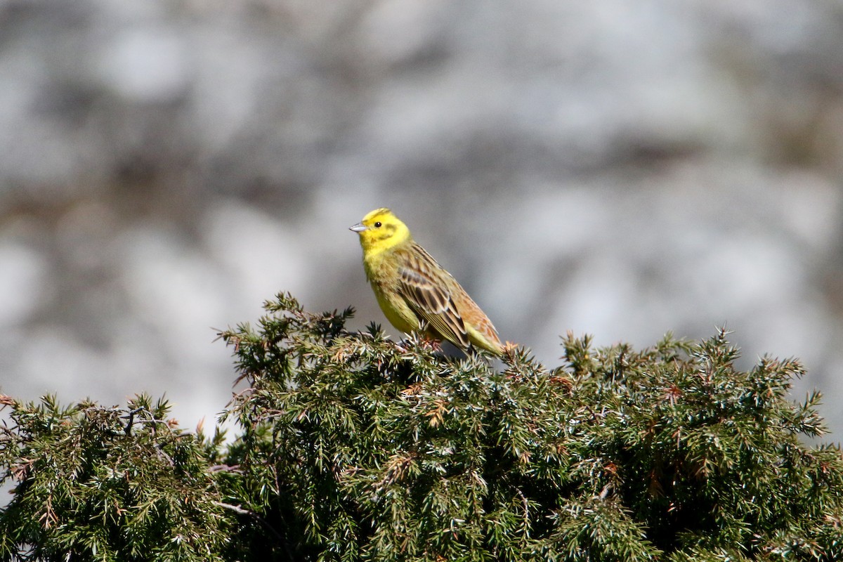 Yellowhammer - ML233294621