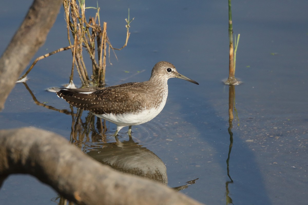 Green Sandpiper - ML233295311