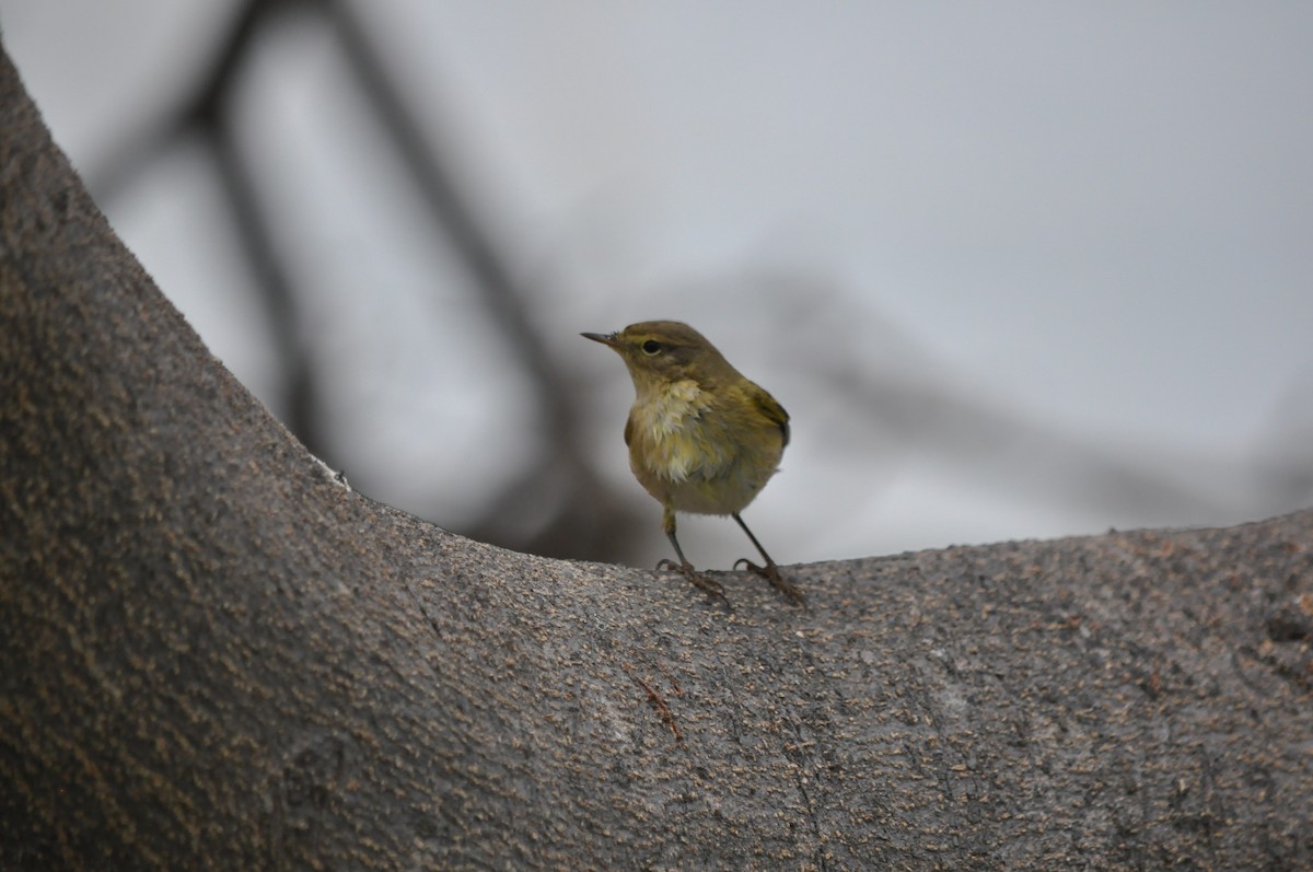 Common Chiffchaff - ML233295821