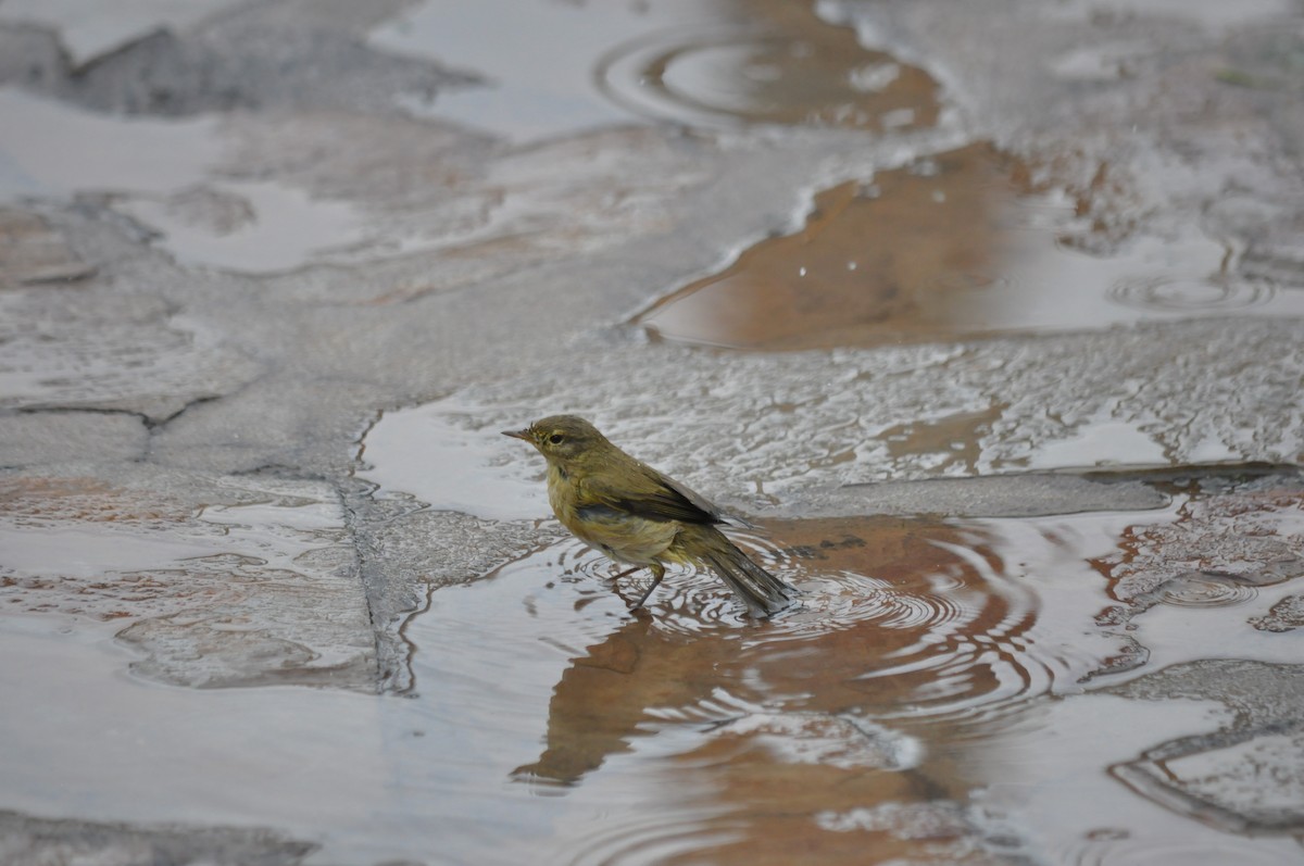 Common Chiffchaff - ML233295831
