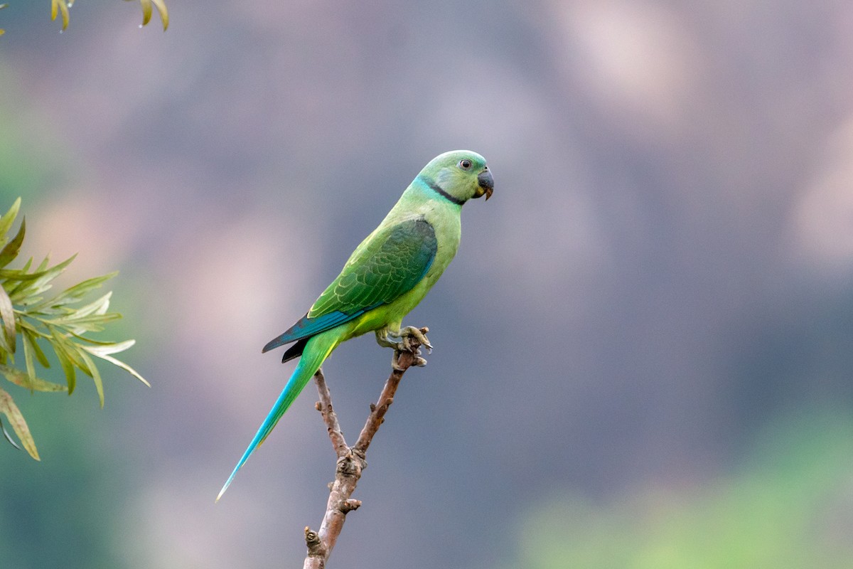 Malabar Parakeet - Aseem Kothiala