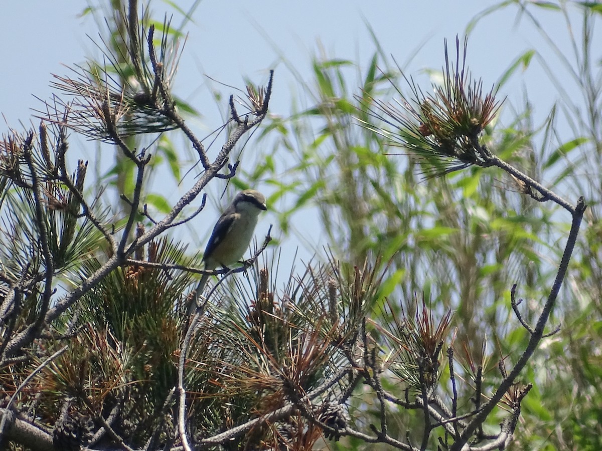 Bull-headed Shrike - ML233297401