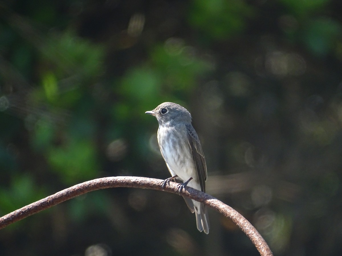 Dark-sided Flycatcher - ML233297861