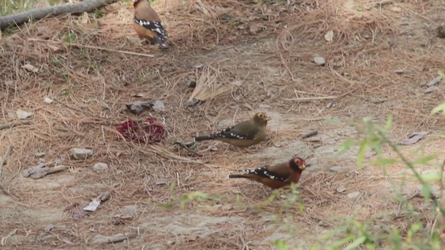 Spectacled Finch - ML233300041