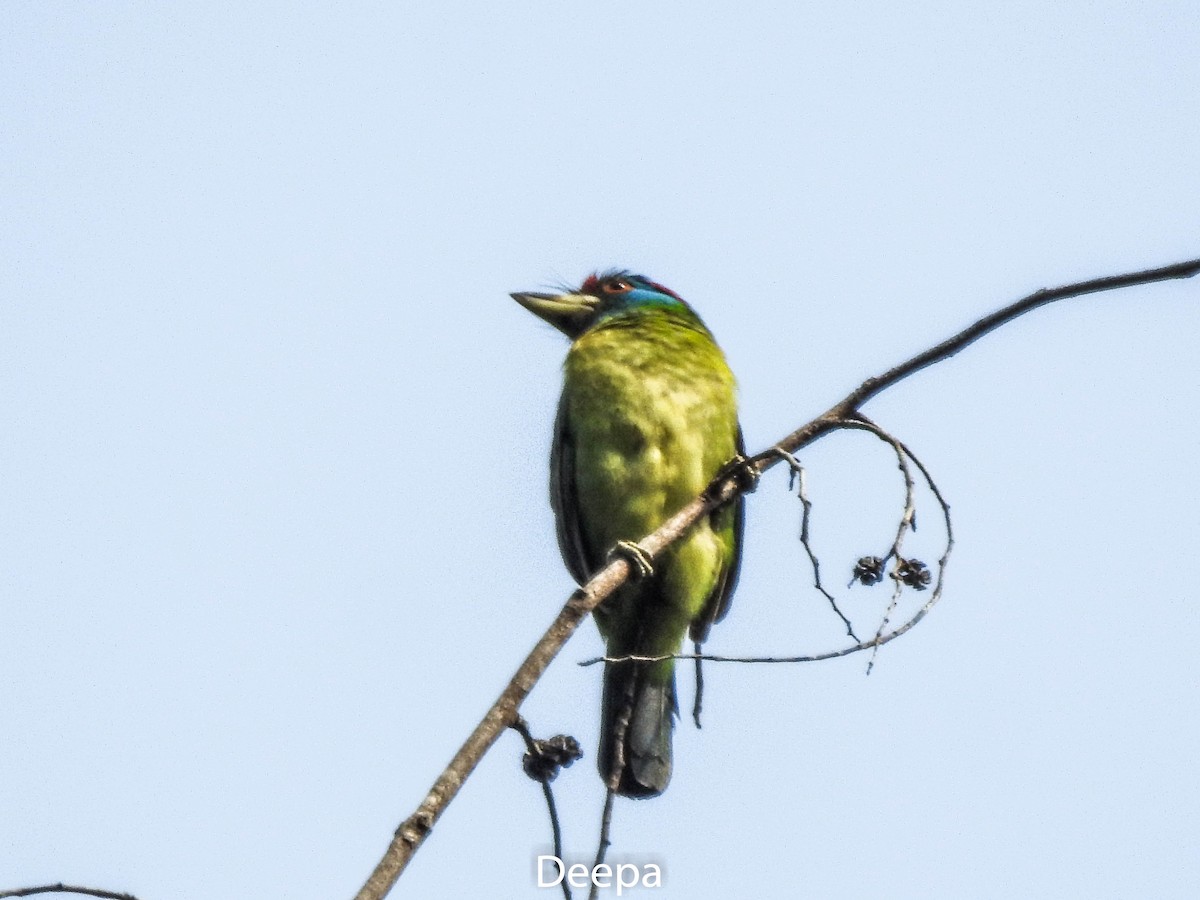 Mavi Boğazlı Barbet - ML233301121