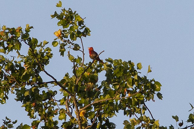 Summer Tanager - ML233301561