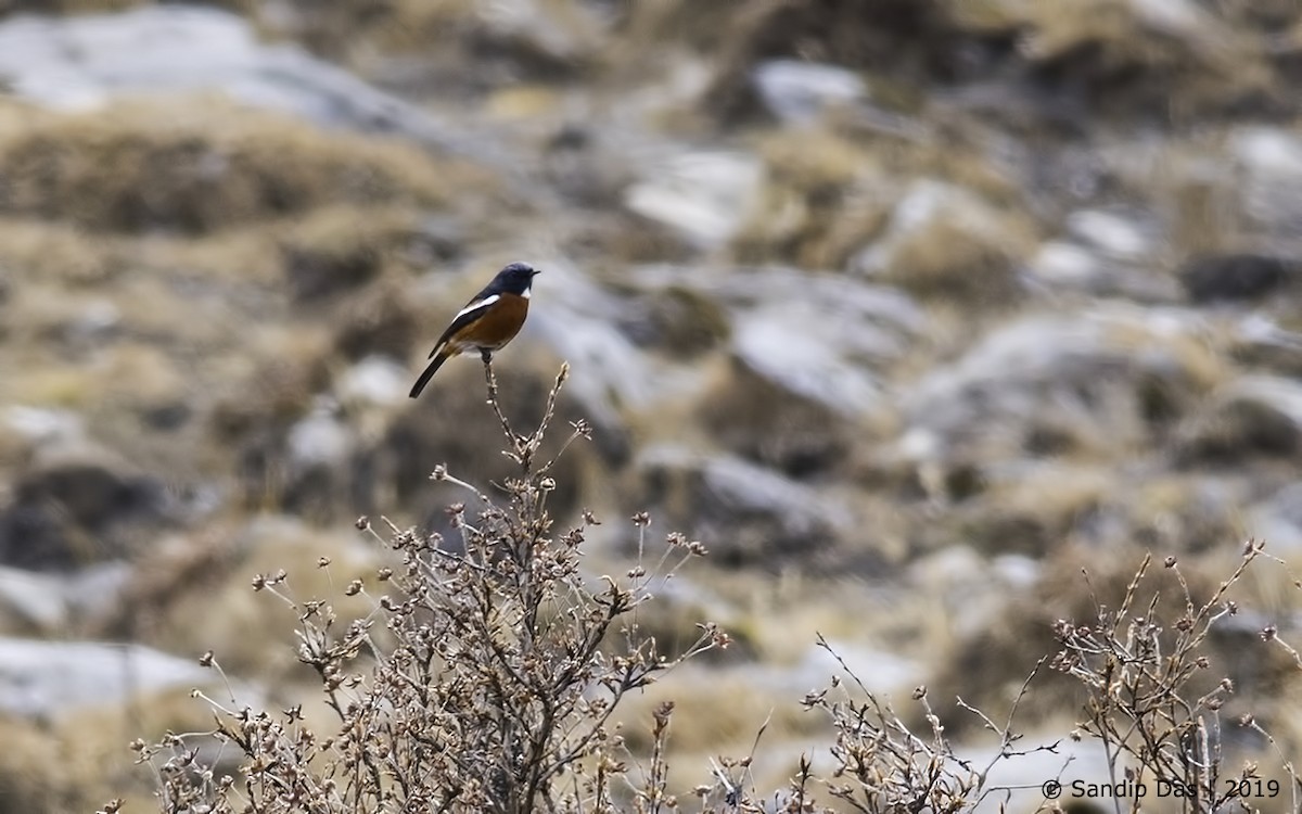 White-throated Redstart - ML233301691