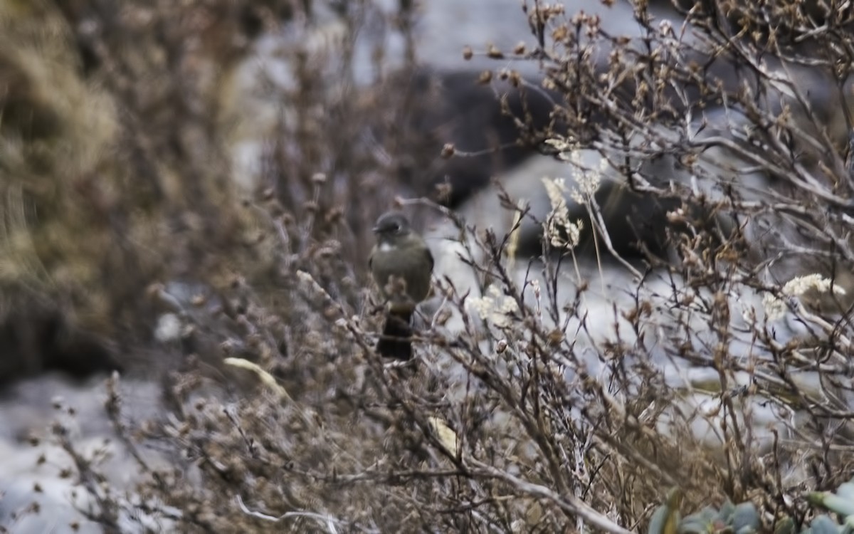 White-throated Redstart - ML233301731
