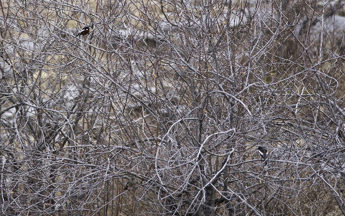 White-throated Redstart - ML233301761