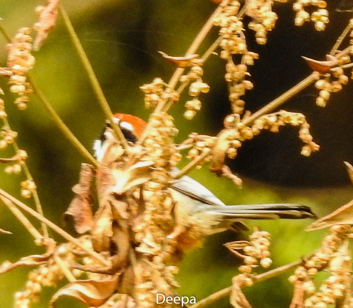 Black-throated Tit - ML233301941