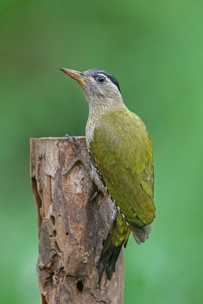 Streak-throated Woodpecker - ML233302091