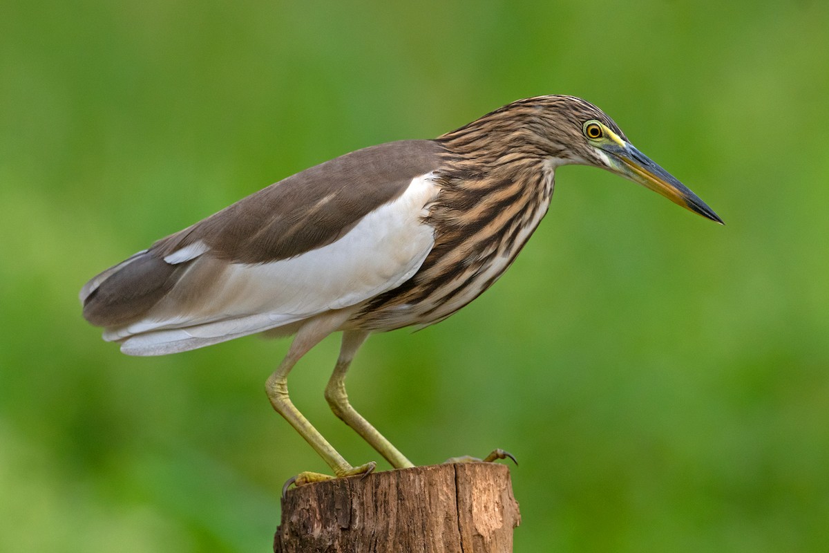 Indian Pond-Heron - Aseem Kothiala