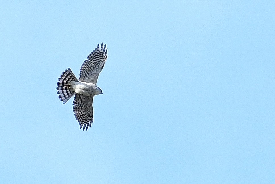 ML233302421 - Eurasian Goshawk - Macaulay Library