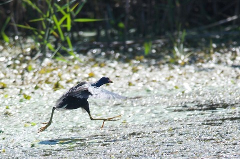 Purple Gallinule - ML233304351