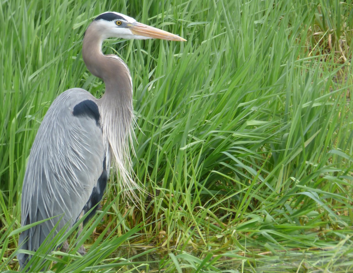 Great Blue Heron - Mary  McMahon