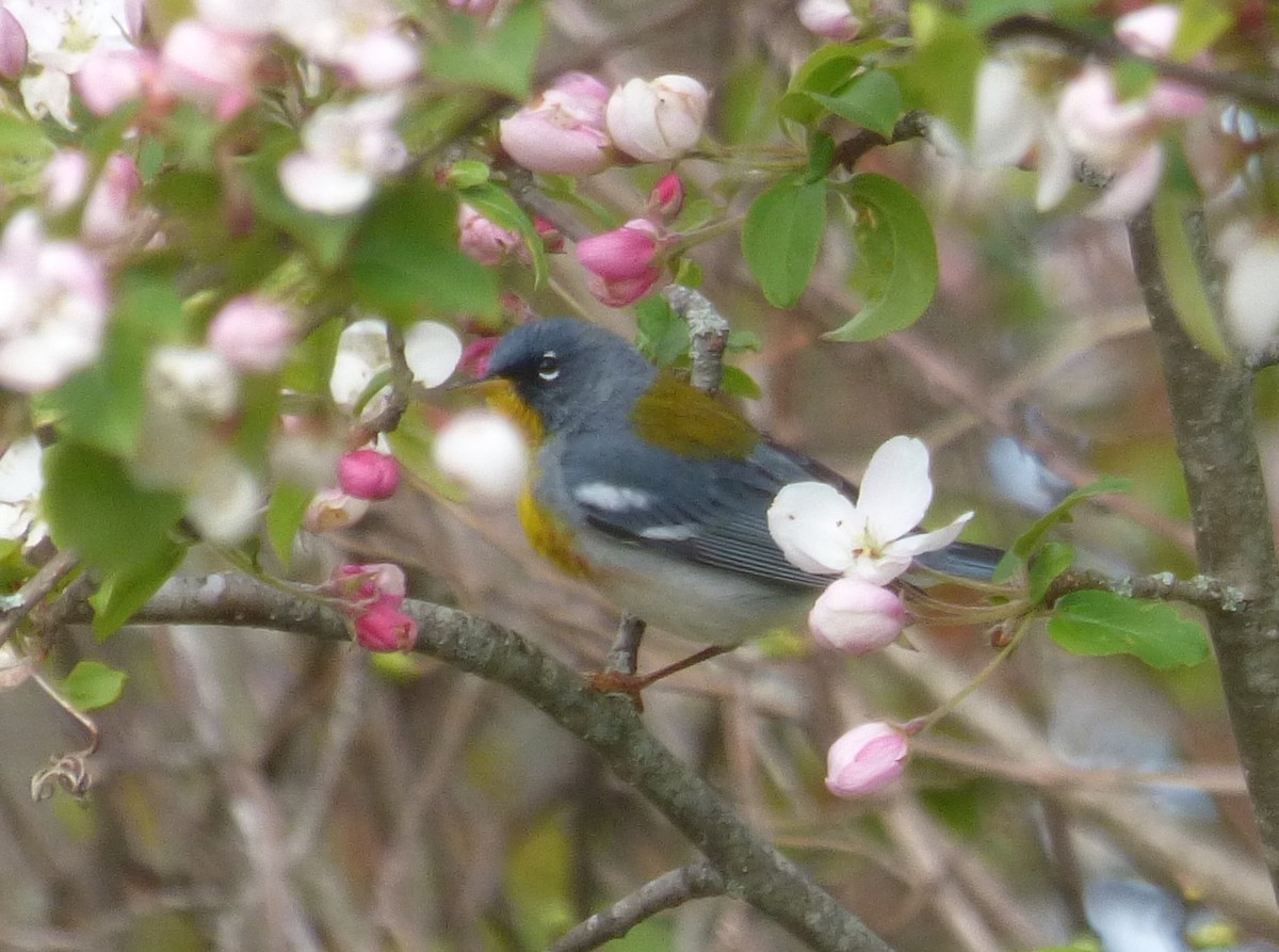 Northern Parula - ML233304811