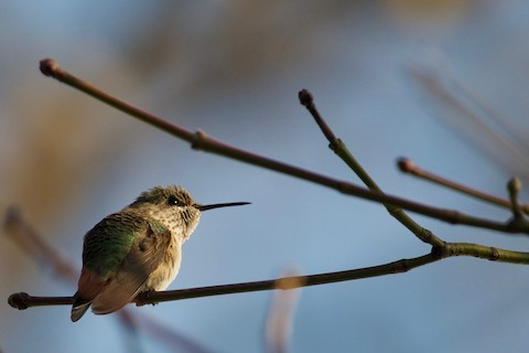 Colibrí Calíope - ML233304851