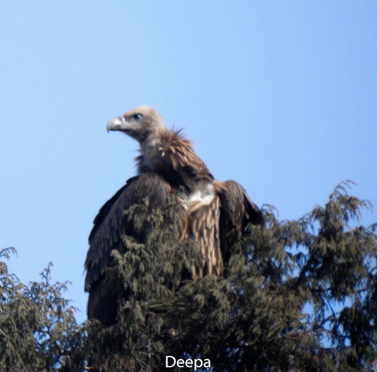 Himalayan Griffon - ML233305091