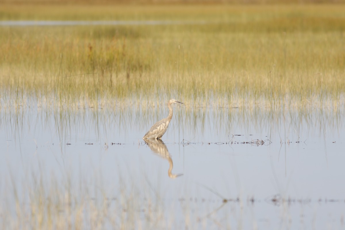 Reddish Egret - ML233305961