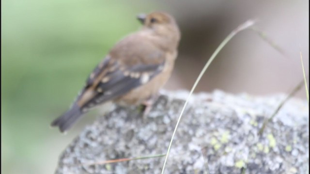 Spectacled Finch - ML233307461