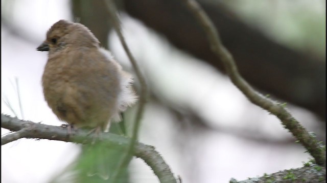 Spectacled Finch - ML233308541