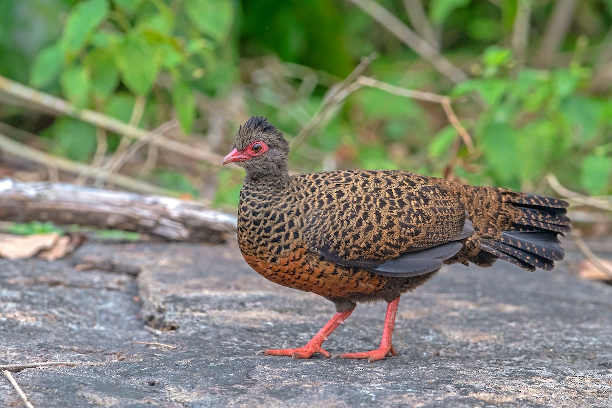 Red Spurfowl - Aseem Kothiala