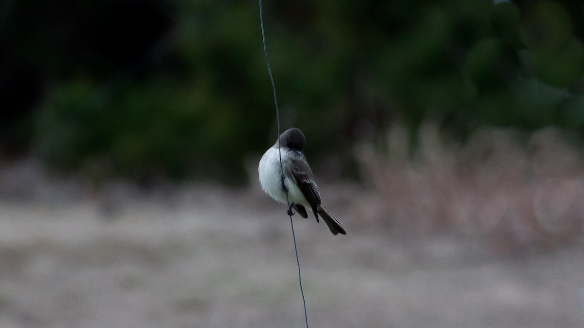 Eastern Phoebe - ML23331041