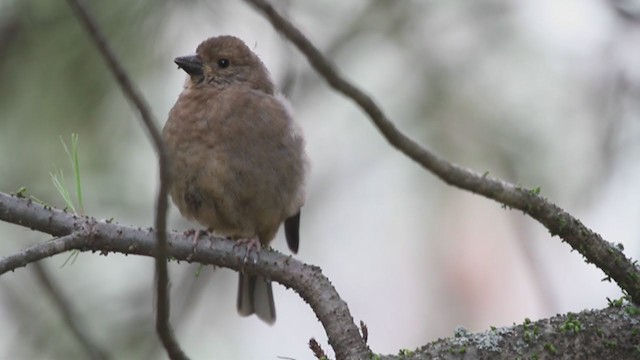 Spectacled Finch - ML233310451