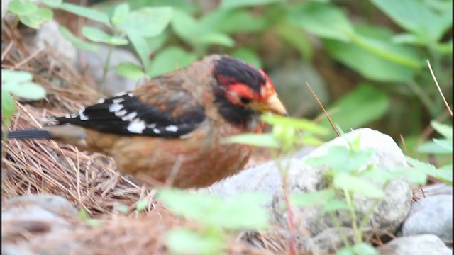 Spectacled Finch - ML233311521