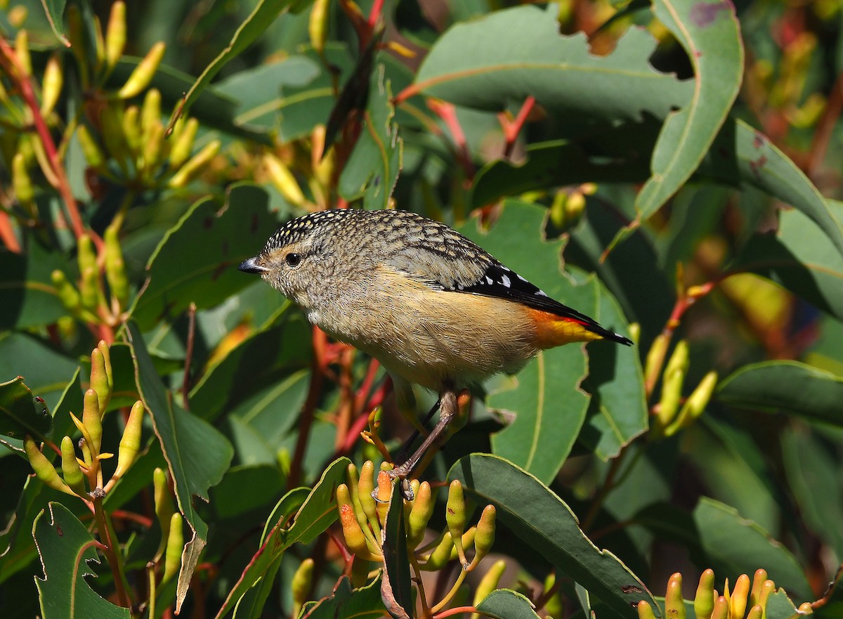 Spotted Pardalote - ML233312291