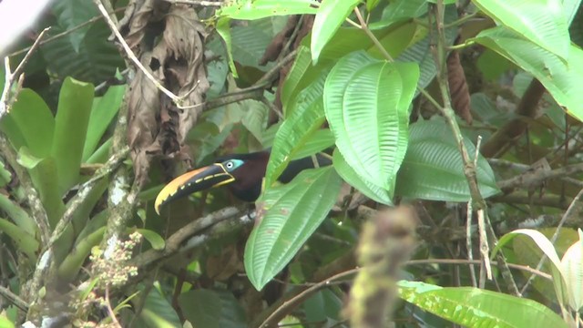 Chestnut-eared Aracari - ML233313831