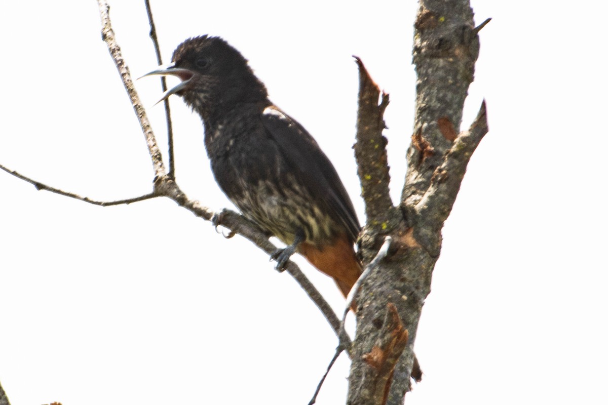 Maroon Oriole - Brijesh Rawat